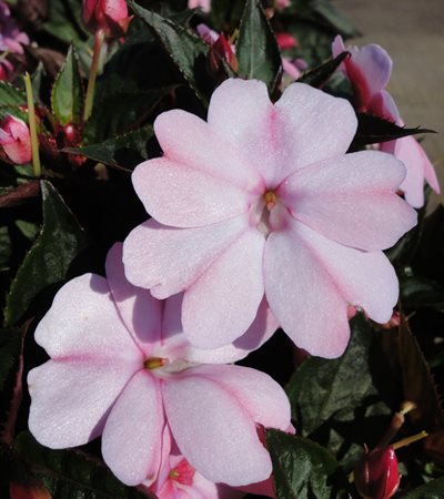 New Guinea Impatiens SunPatiens® Compact Blush Pink